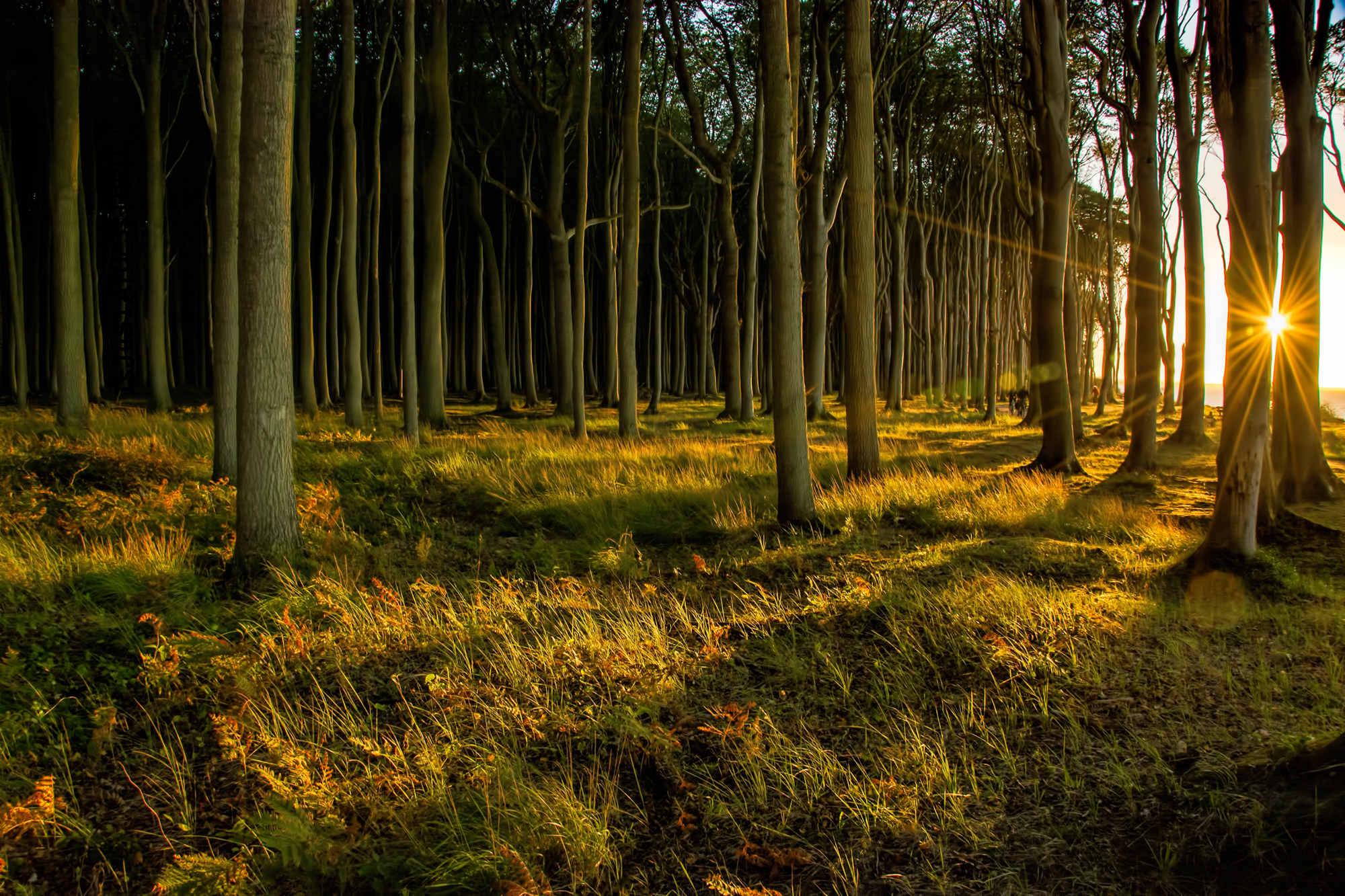 forest