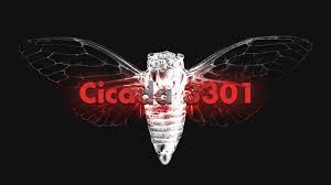 cicada