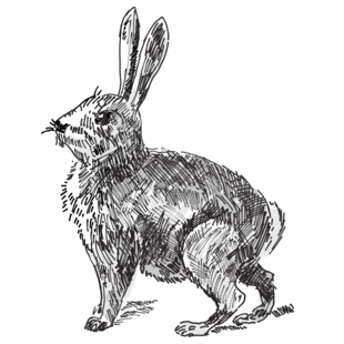 rabbit